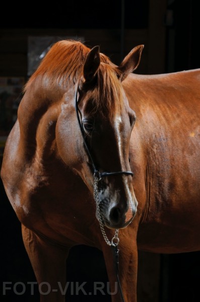 horse28