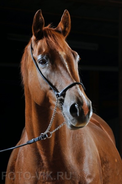 horse29
