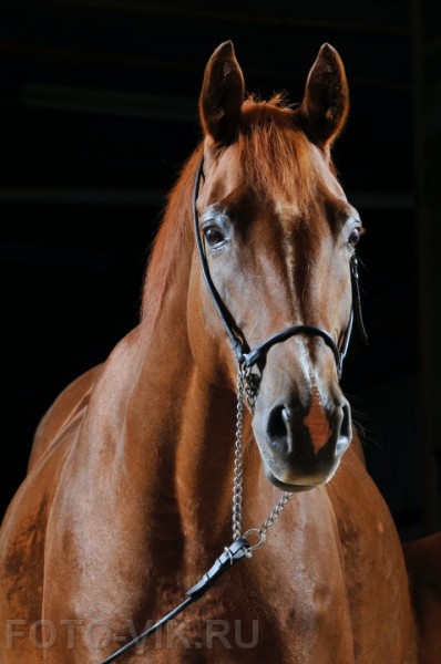 horse30